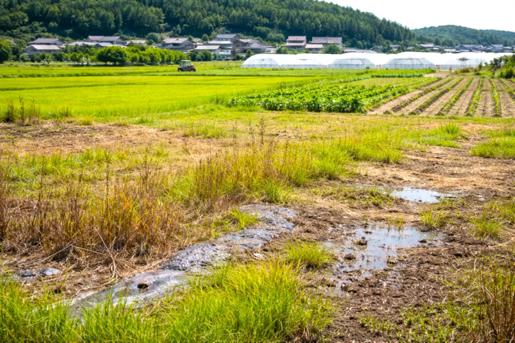 耕作されなくなった土地が手前に広がる日本の農村風景