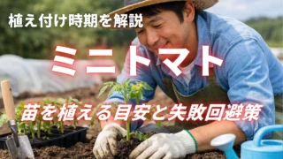 ミニトマトの植え付け時期を解説!苗を植える目安と失敗回避策