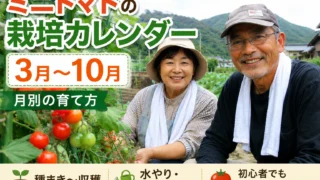 ミニトマトの栽培カレンダー3月〜10月|月別の育て方