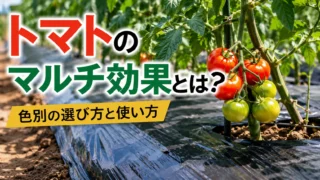 トマトのマルチ効果とは？色別の選び方と使い方
